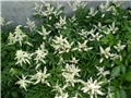astilba